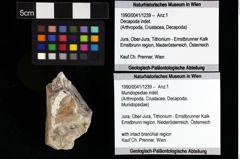 Foto (Objket + Etiketten) von Munidopsidae indet. 